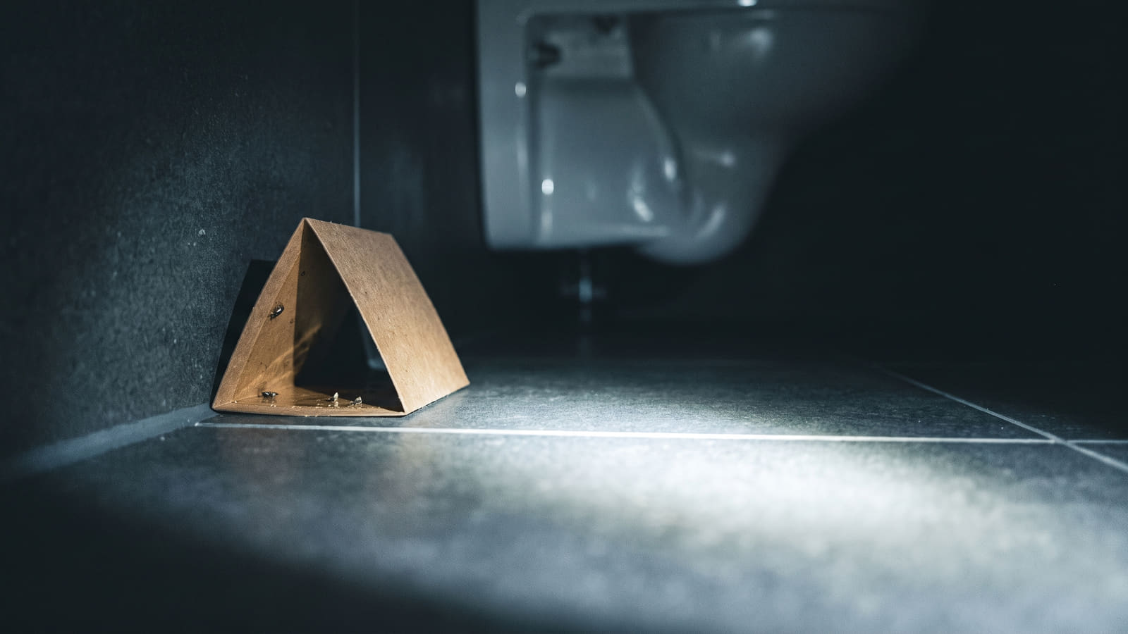 Dekker innboforsikringen bekjempelse av skjeggkre? De fleste krever toppdekning, men unntak finnes. Sjekk vilkår og unngå dyre saneringskostnader her.
